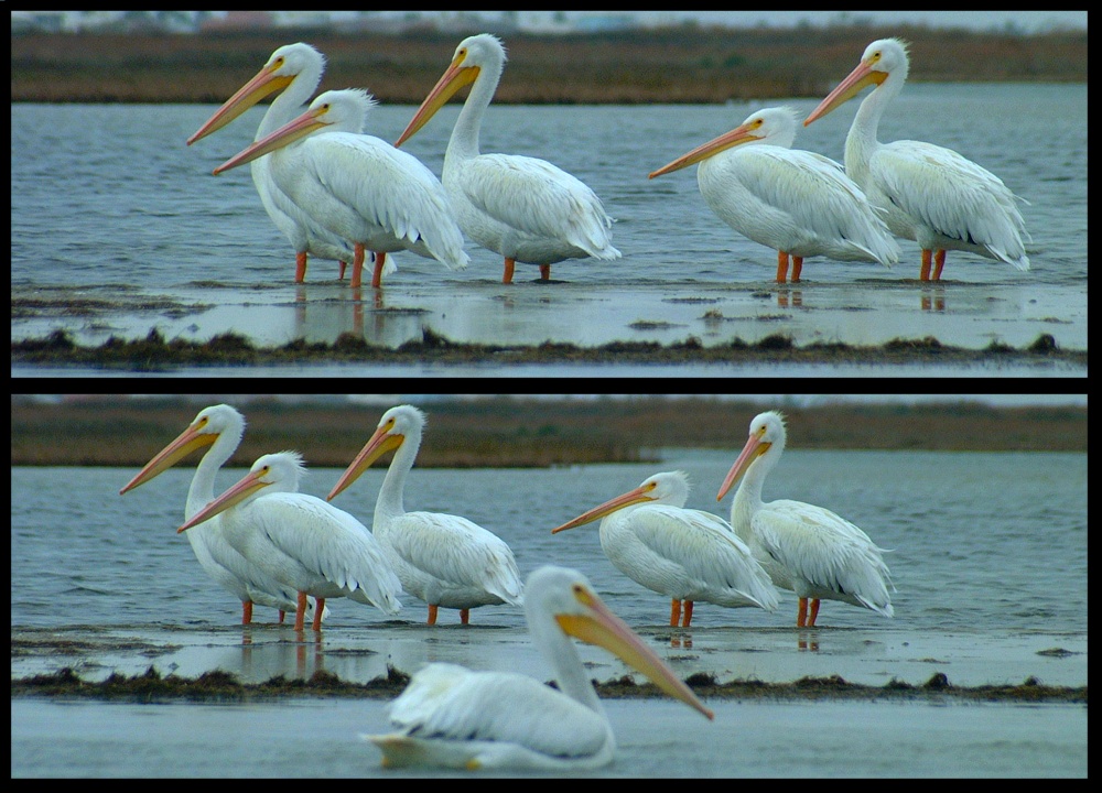 (61) pelican montage.jpg   (1000x720)   285 Kb                                    Click to display next picture